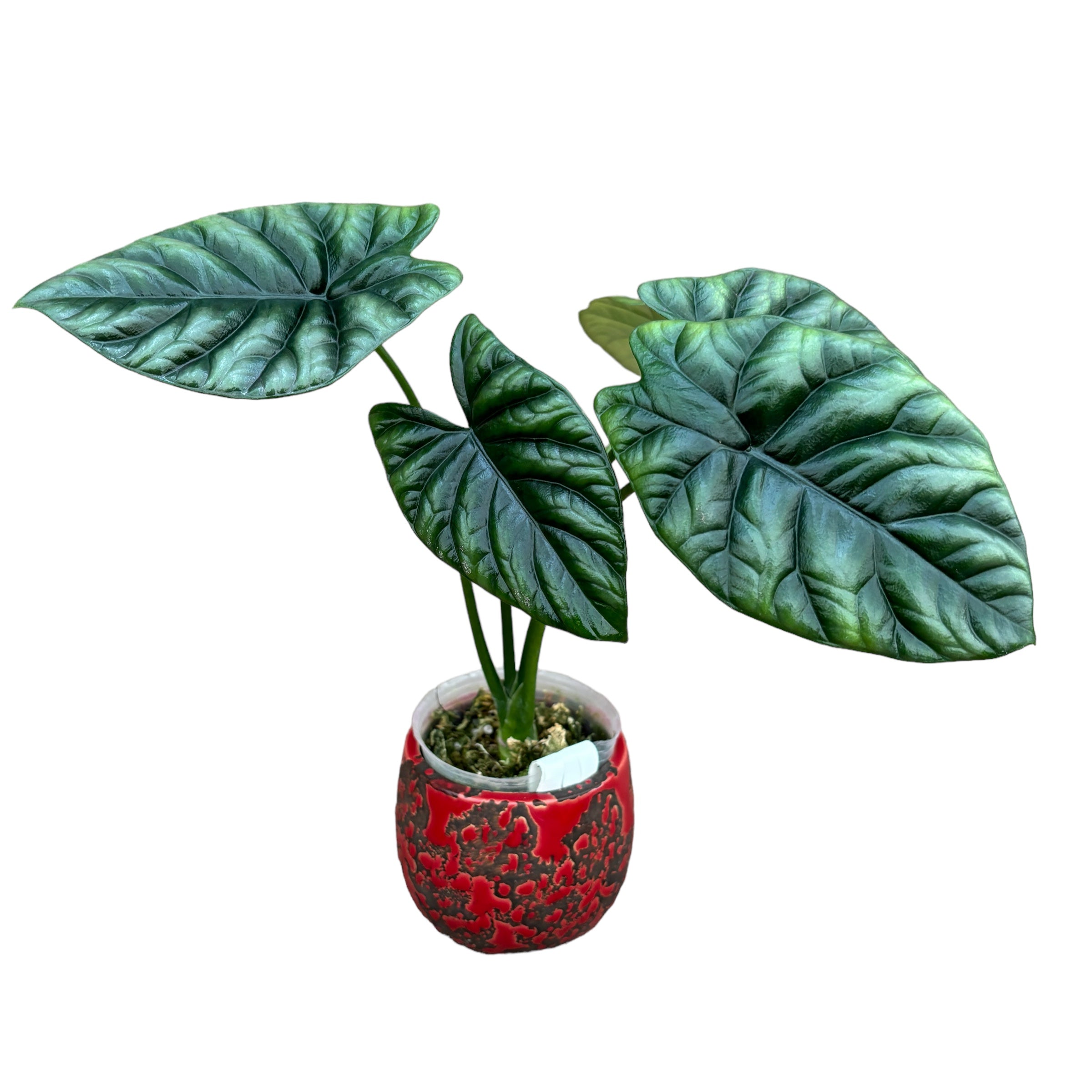 Alocasia sinuata (Quilted Dreams Alocasia)