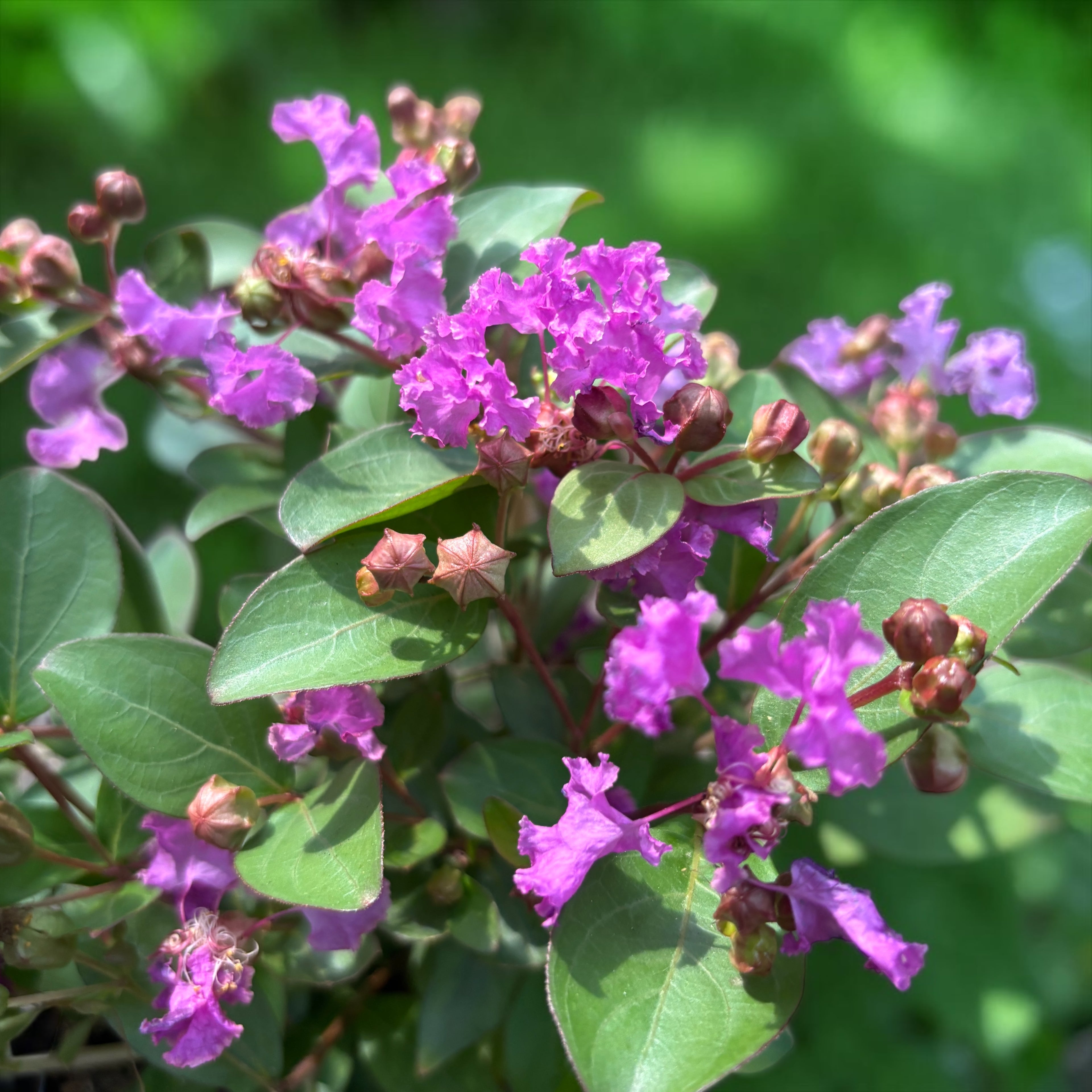 Lagerstroemia Infinitini® Purple - liliac indian cu flori lila si inflorire abundenta