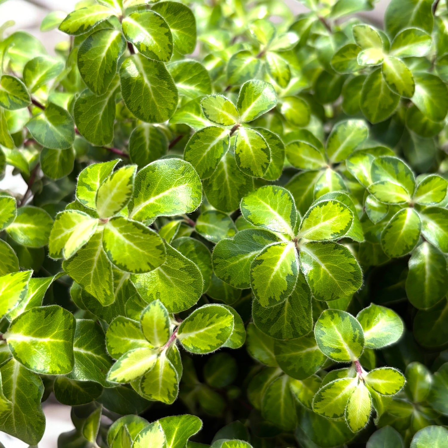 Pittosporum tenuifolium 'Gold Star' – evergreen shrub with golden-variegated foliage