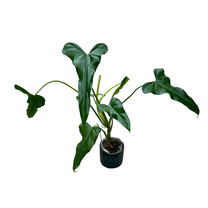 Philodendron mexicanum