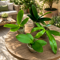 Phalaenopsis mix (Tajvan) - set 4 različite komada