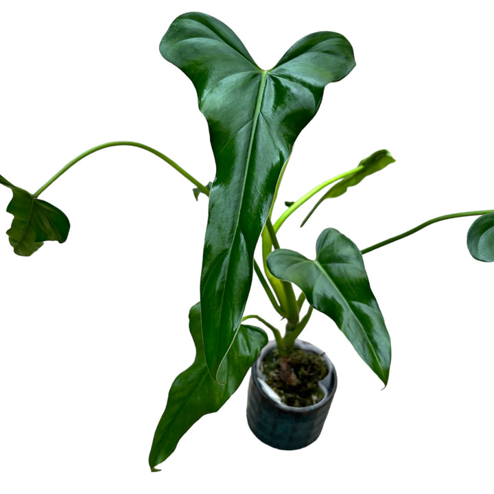 Philodendron mexicanum