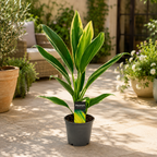 Cordyline fruticosa Conga (Plante porte-bonheur) - plante chanceuse