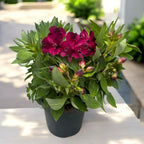 Alstroemeria Colorita Purple - giglio peruviano compatto, con fiori spettacolari