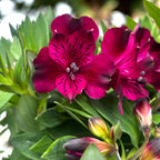 Alstroemeria Colorita Purple - giglio peruviano compatto, con fiori spettacolari
