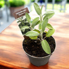 Salvia officinalis ‘Silverdome' - ezüstös zsálya intenzív illattal (biogazdálkodásból)
