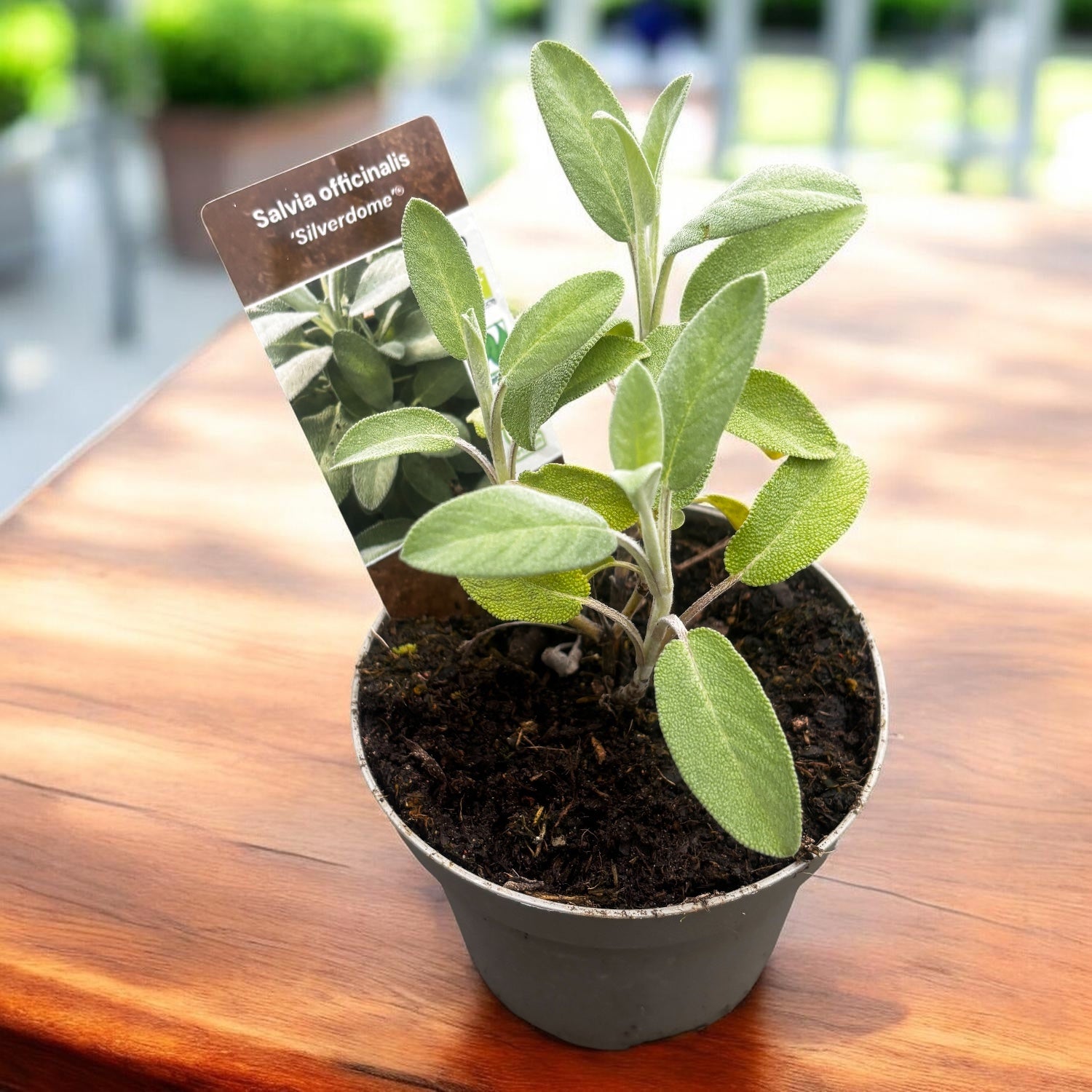 Salvia officinalis ‘Silverdome' - ezüstös zsálya intenzív illattal (biogazdálkodásból)