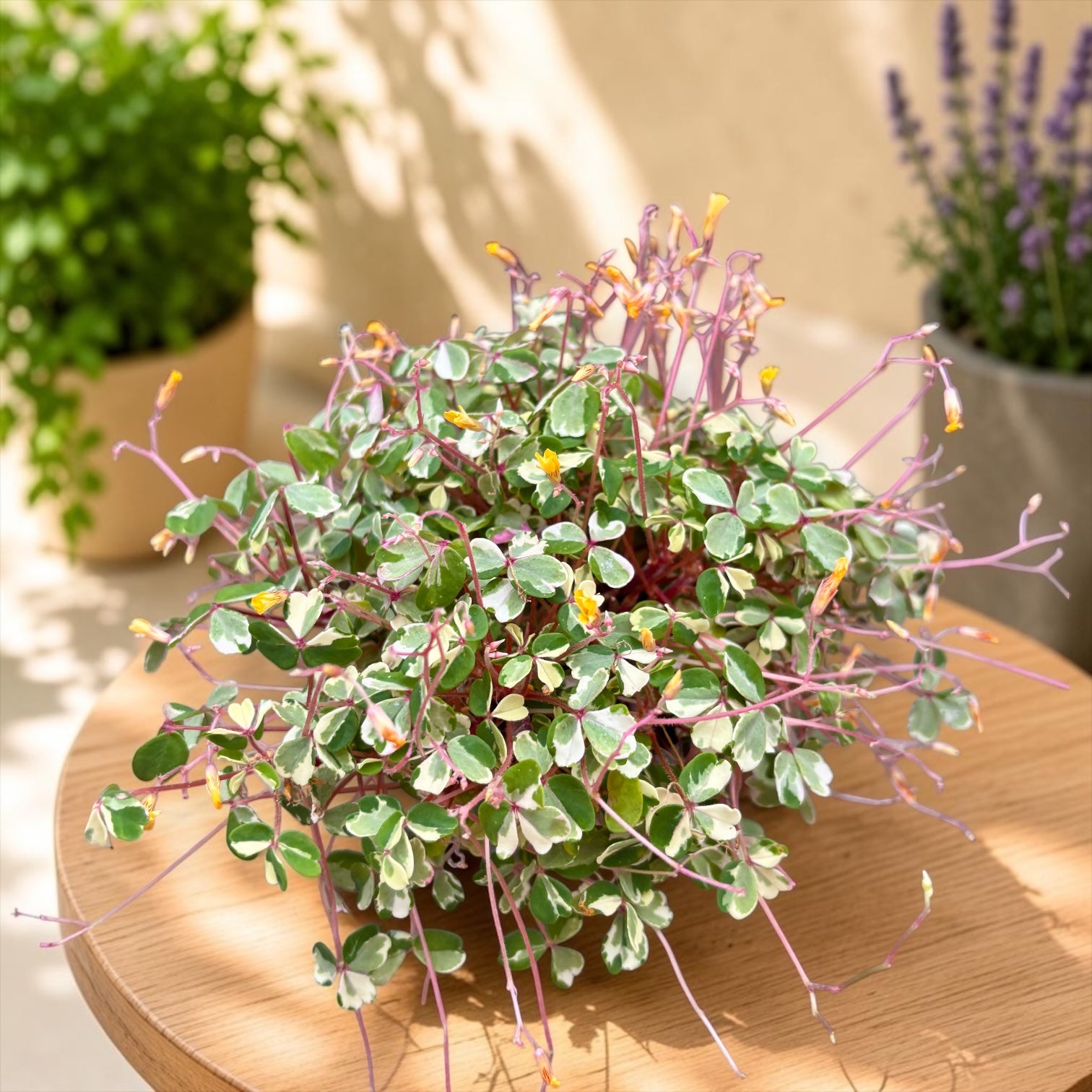 Oxalis vulcanicola 'Nordlys' – Green-and-cream variegated oxalis