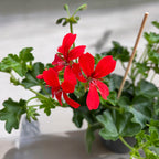 Pelargonium (Peltatum Grp) 'Balkon Red' - převislé muškáty tyrolské červené