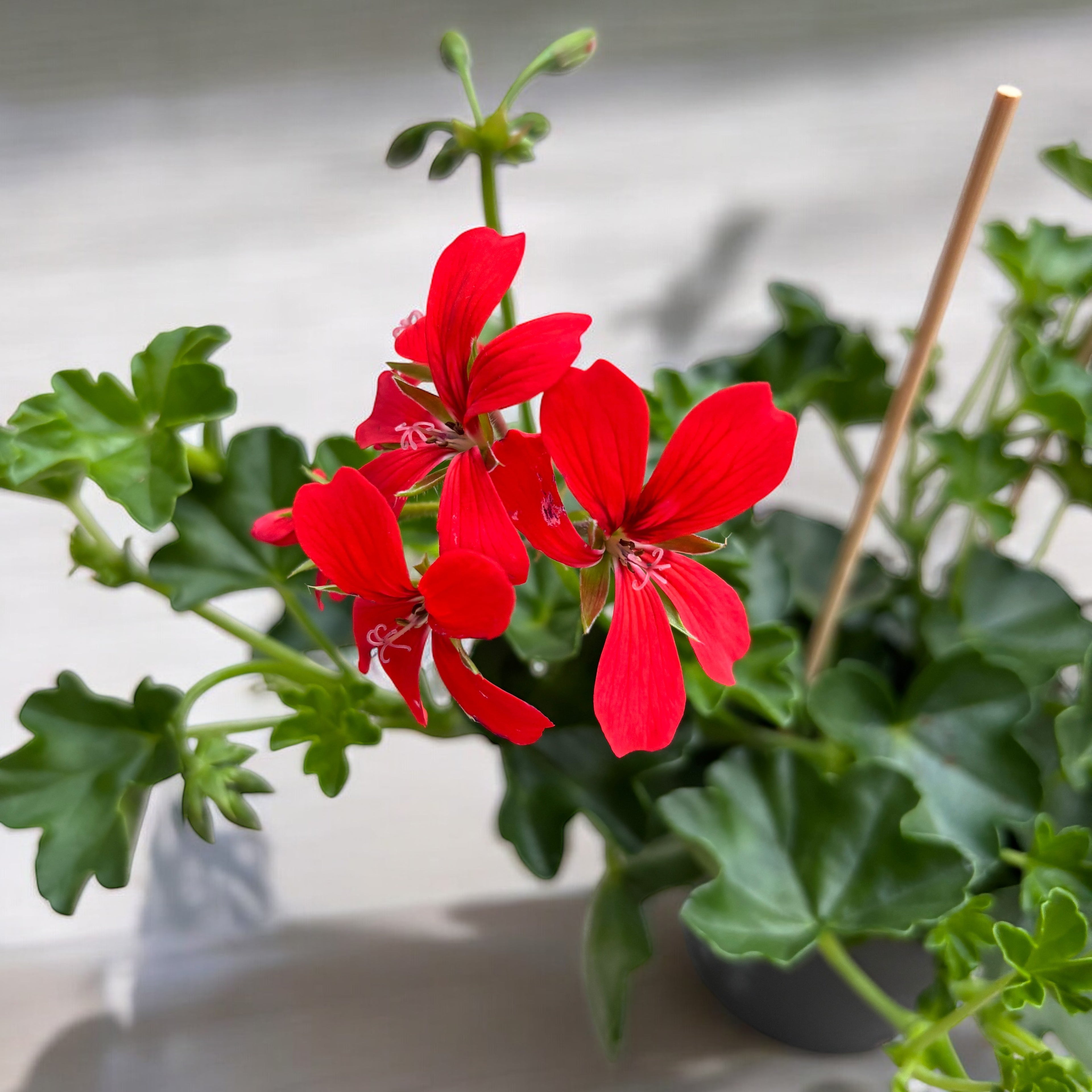 Pelargonium (Peltatum Grp) 'Balkon Red' - muscate curgatoare tiroleze rosii