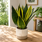 Sansevieria ‘Canary’