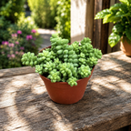 Sedum burrito (Eselsschwanz)