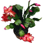 Schlumbergera ‘Red Brazil’ (Cactus de Noël rouge) 2pp