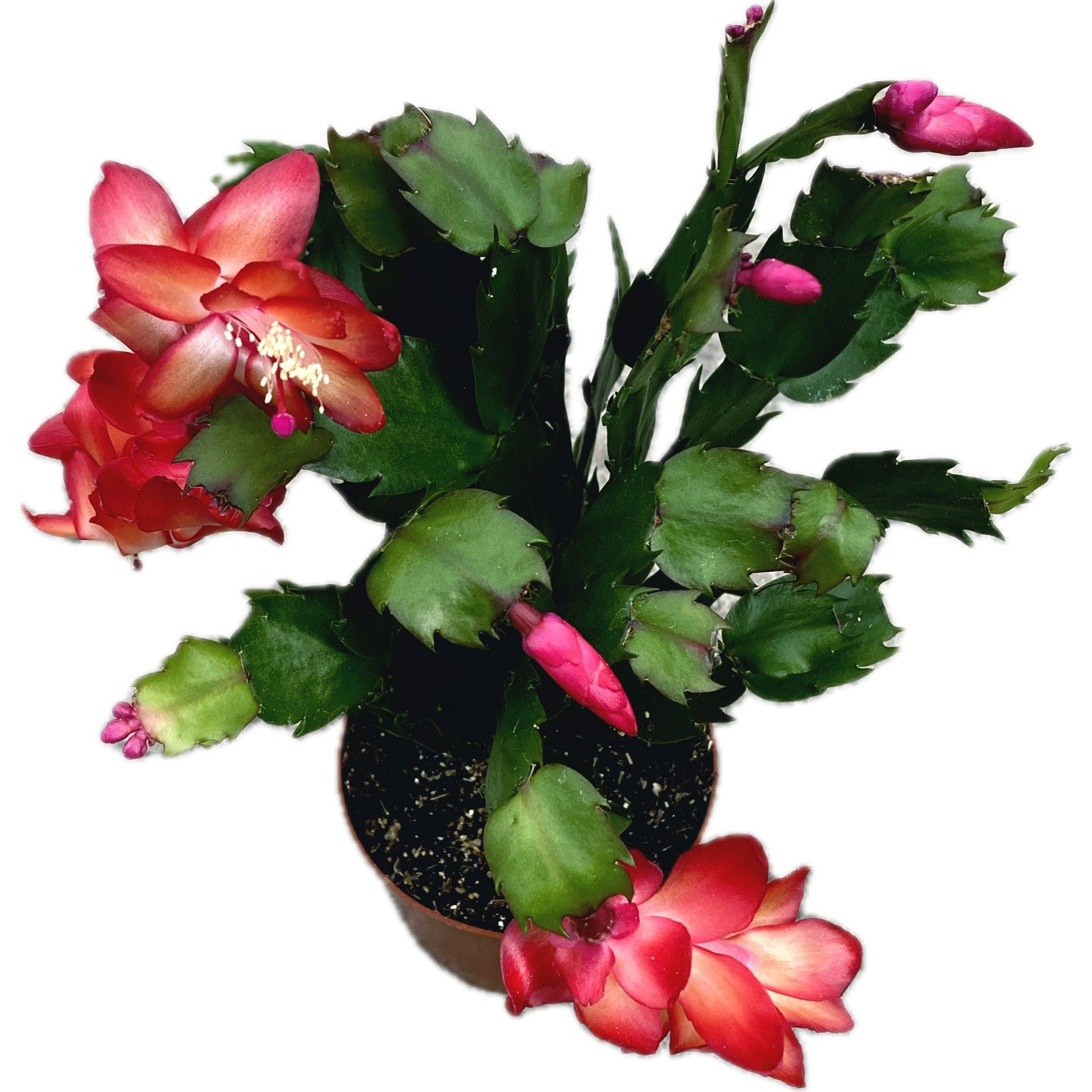 Schlumbergera ‘Red Brazil’ (Craciunita rosie) 2pp