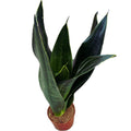Sansevieria Dark Diamond