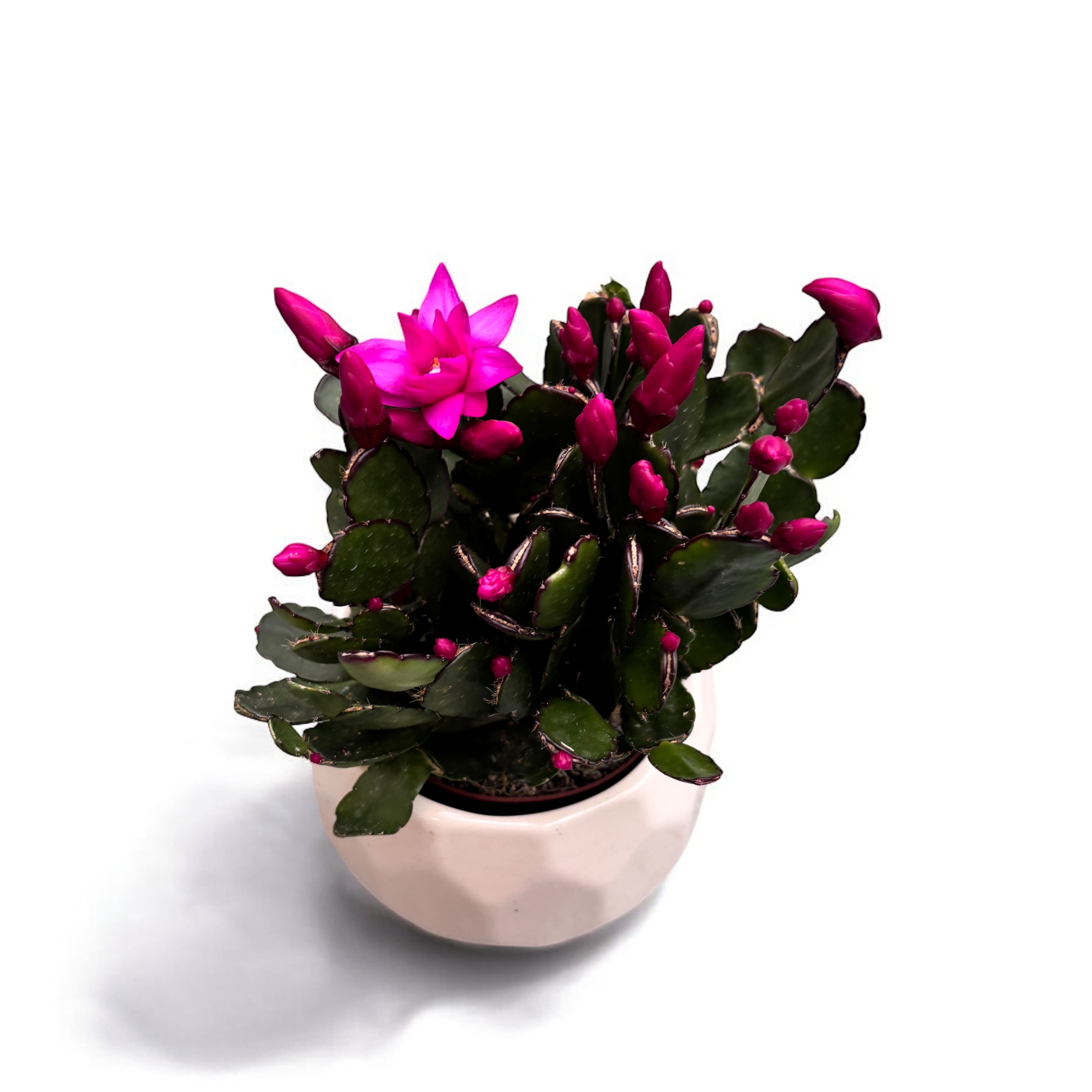 Rhipsalidopsis ‘Purple Fire’ 2pp