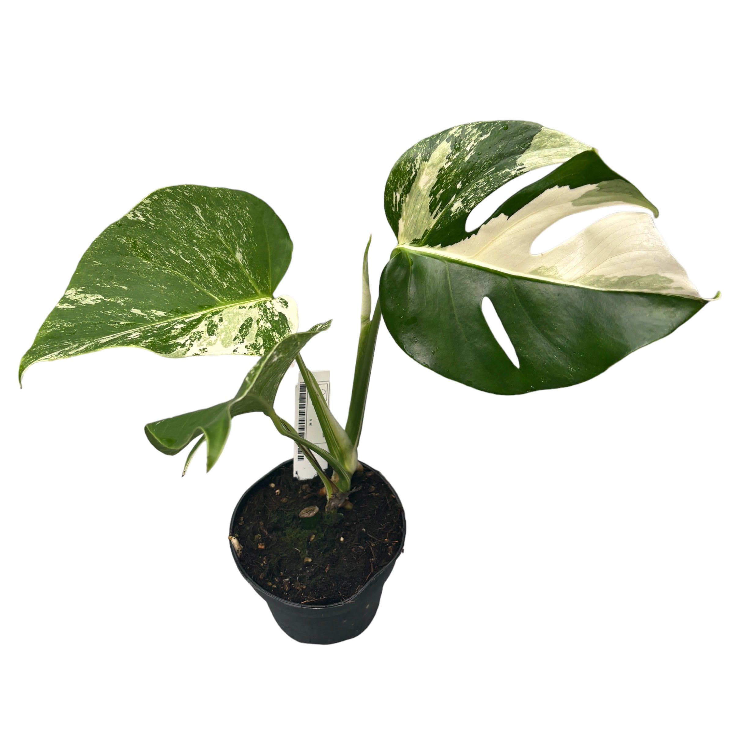 Monstera deliciosa 'Variegata' D12