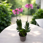 Epidendrum radicans ‘Coral Flame’