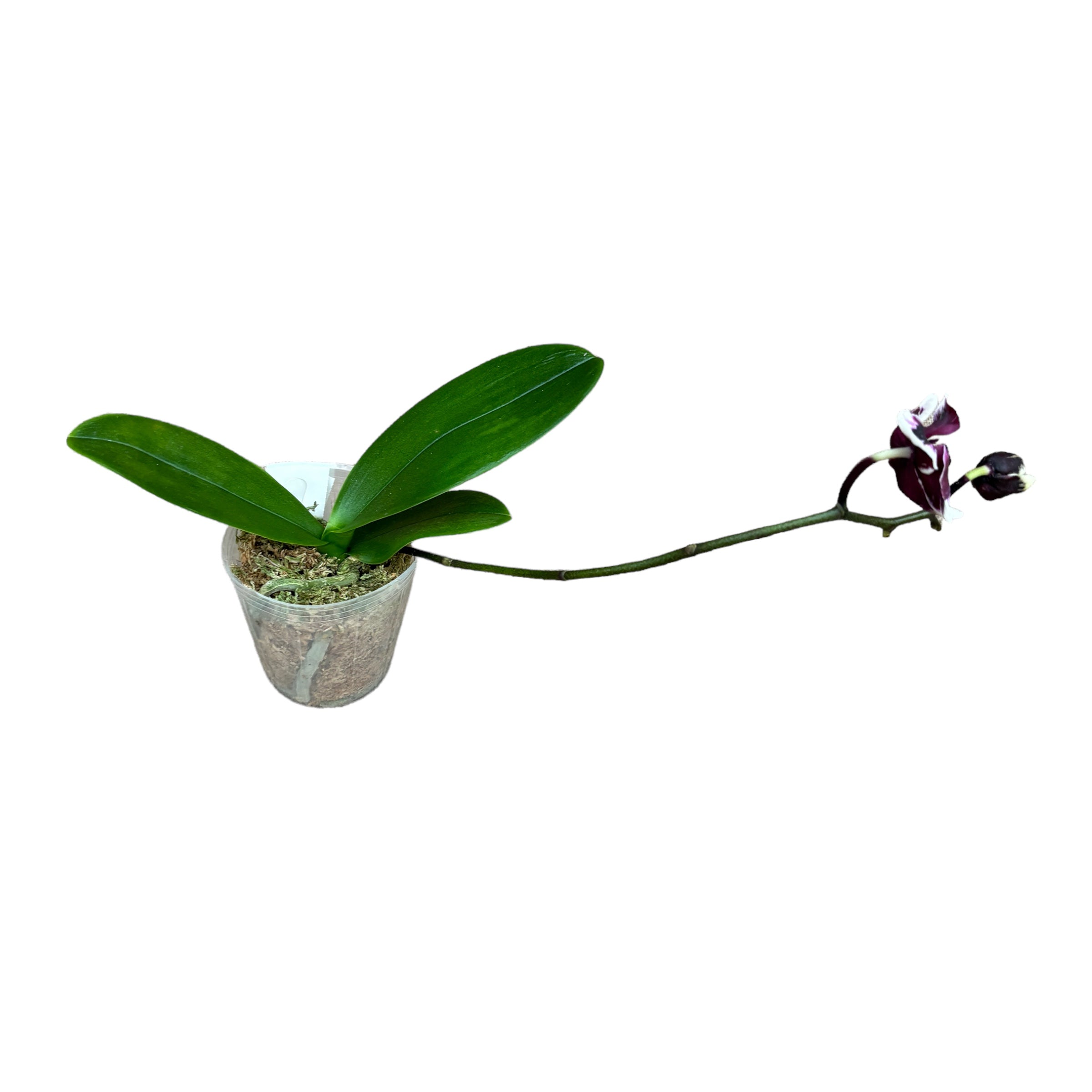 Phalaenopsis Hsinying Piccolo Cavaliere 'Bambola di Plastica'