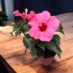 Hibiscus 'Adonicus Pink'- flori XL (2 plante/ghiveci)