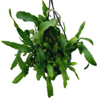 Epiphyllum 'Guatemalense Monstrosa' (Curly Sue Locks) XL - orhideea cactus