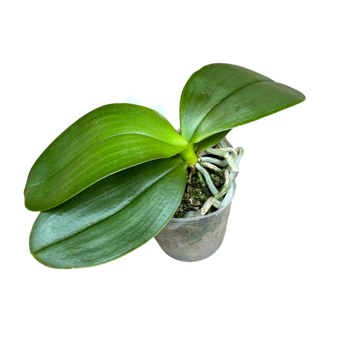 Phalaenopsis KS Balm