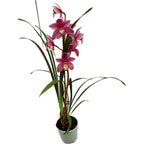 Cymbidium Pearl Flor