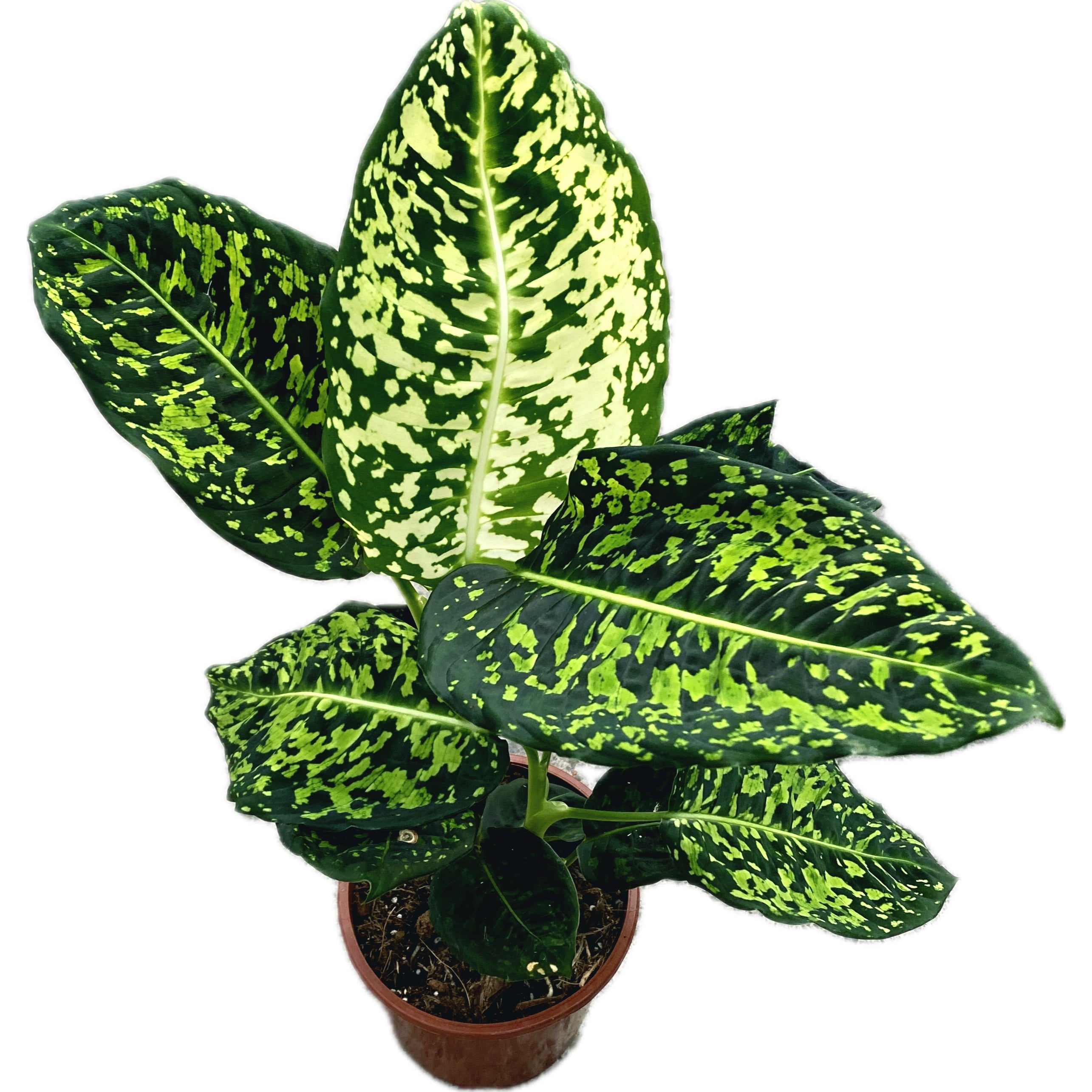 dieffenbachia plant feng shui Dieffenbachia Reflector (Feng Shui plant) – Secret Garden Plant Shop