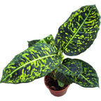 Dieffenbachia Reflector (Feng Shui Pflanze)