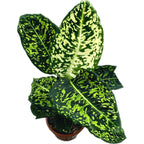 Dieffenbachia Reflector (Feng Shui Pflanze)