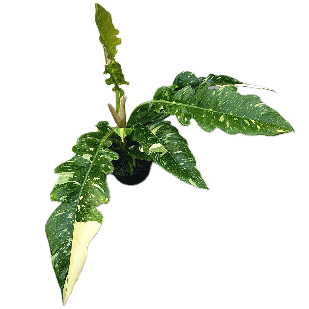 Philodendron 'Ring of Fire' D12