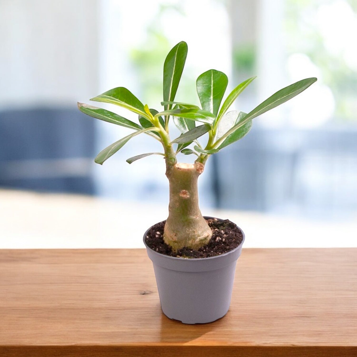 Trandafirul desertului - Adenium Obesum (babyplant)