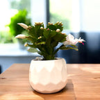 Schlumbergera ‘Thor Cecilie’ (Λευκή Χριστουγεννιάτικη Καρδιά) 2pp