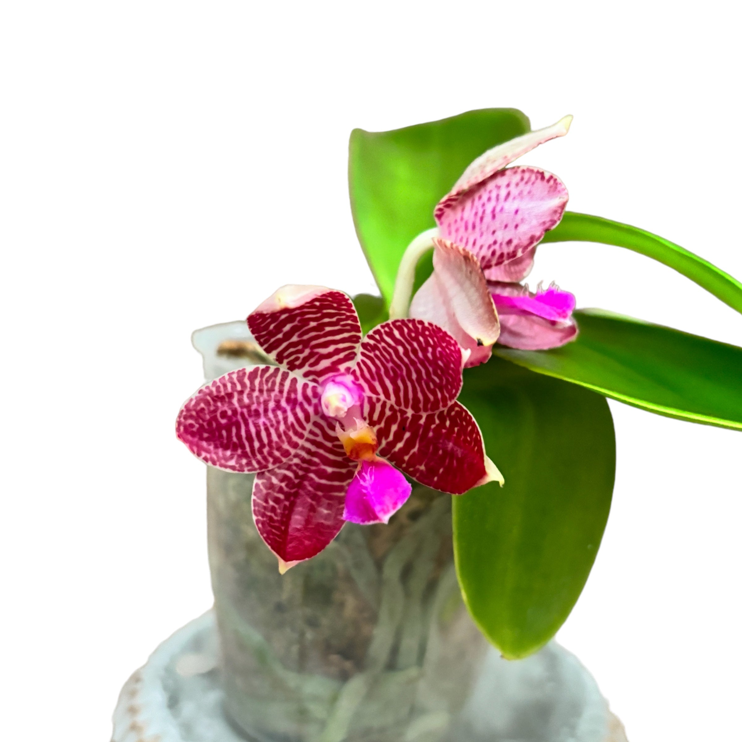 Phalaenopsis Zheng Min Etching *parfumata