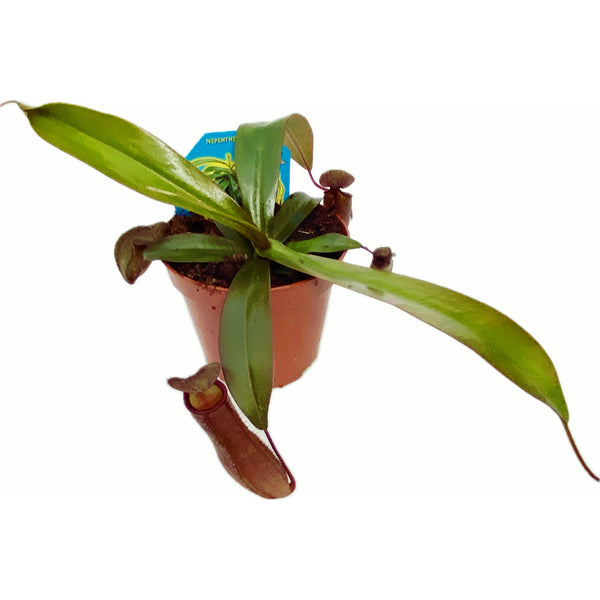 Nepenthes-Hybride - fleischfressende Pflanze