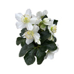 Helleborus Niger Christmas Carol (Vianočný ruža, Čemerica)