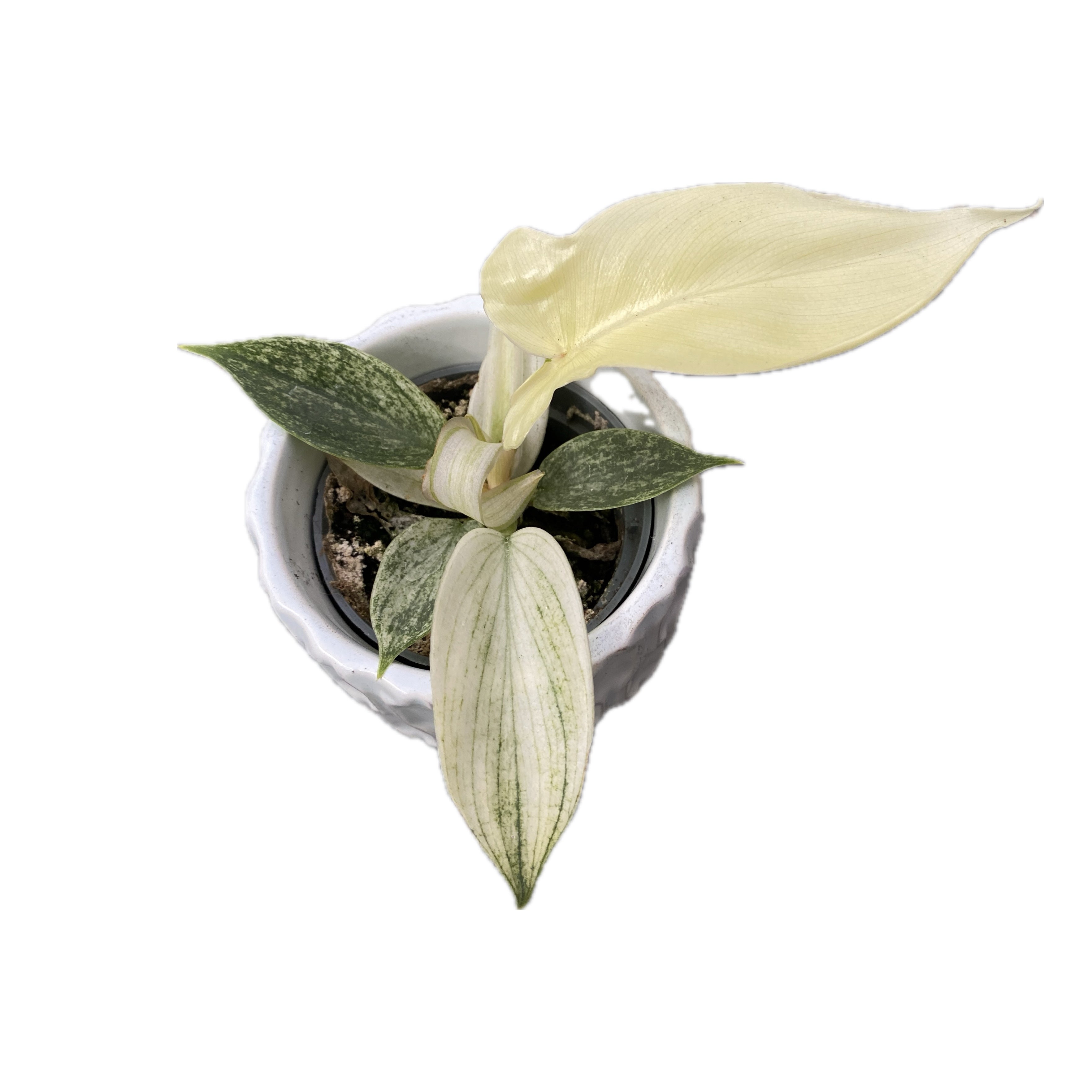 Philodendron 'Florida Ghost' (babyplant)