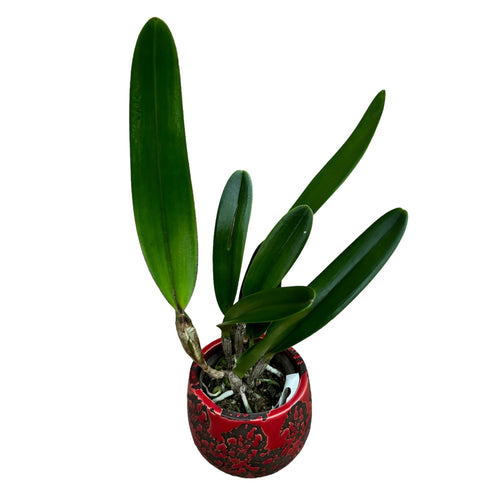 Cattleya (Laelia) purpurata var. striata - illatos