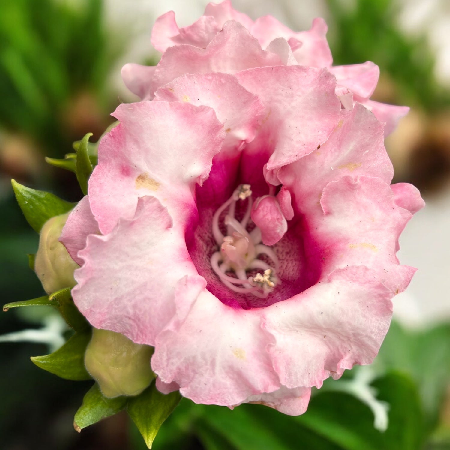 Sinningia 'Avanti Pink' (Gloxinia Sonata)
