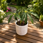 Anthurium polyschistum