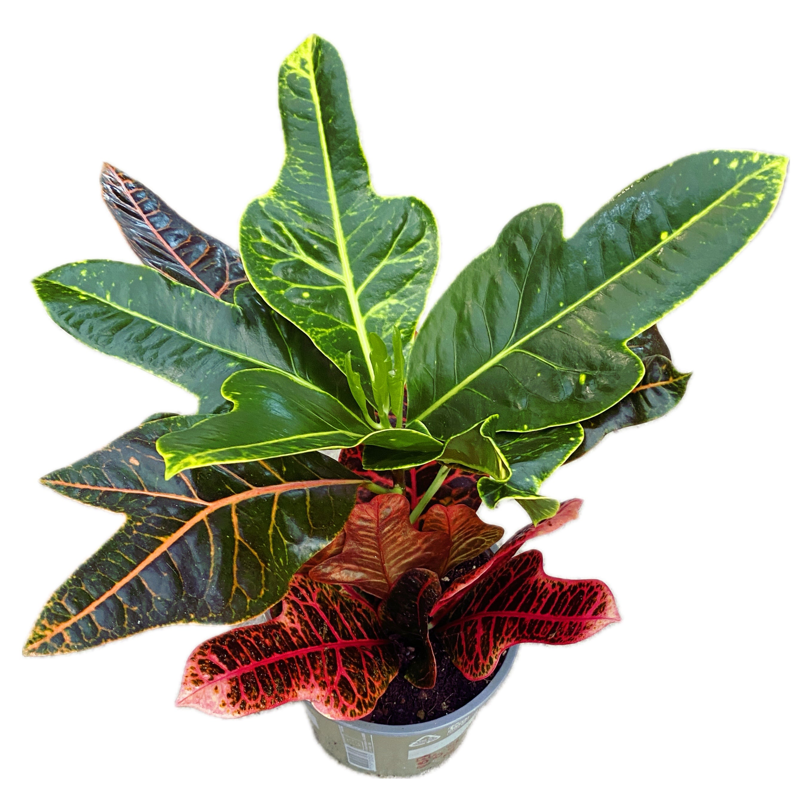 Croton Codiaeum Excellent D17