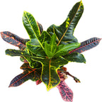 Croton Codiaeum Excellent D17