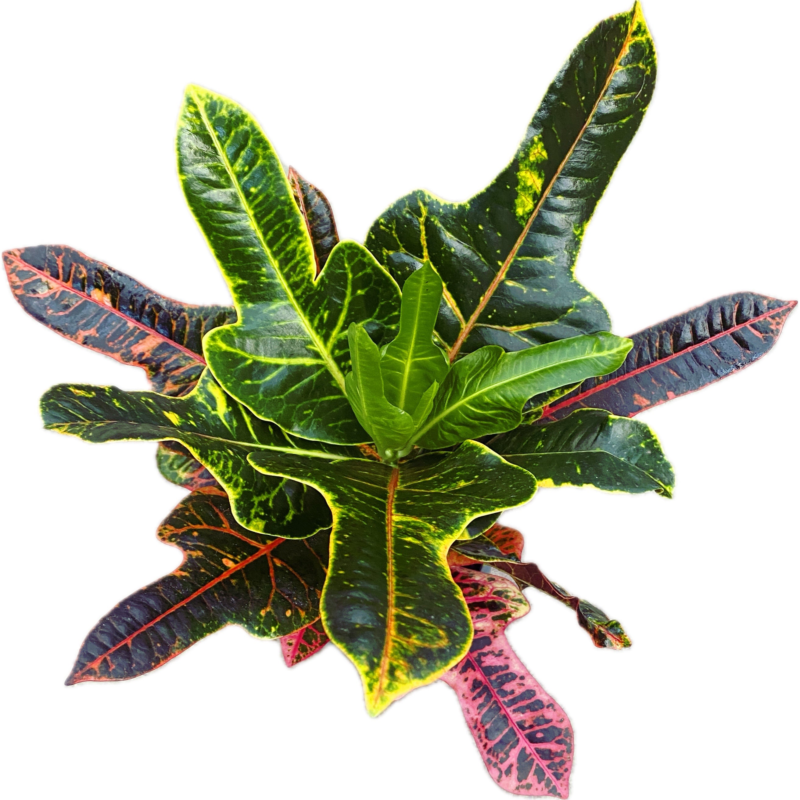 Croton Codiaeum Excellent D17