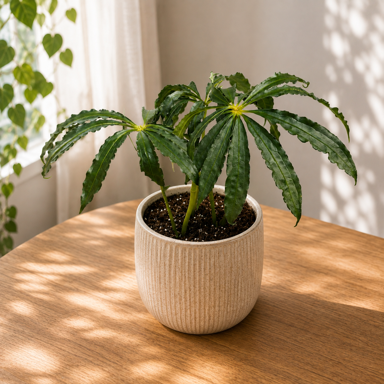Anthurium polyschistum