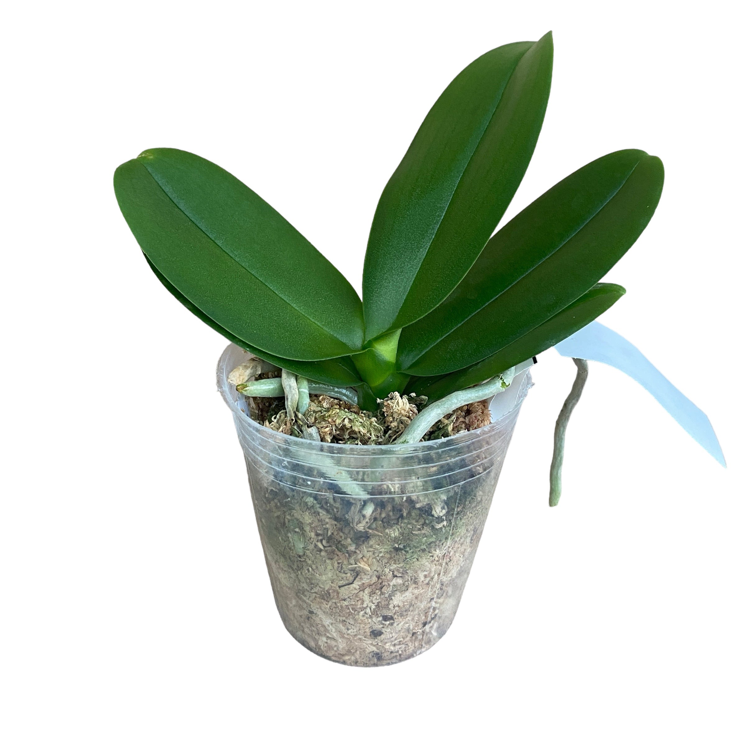 Phalaenopsis Younghome Chocolate (Big Lip)