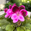 Pelargonium Grandiflorum Judith - muscate englezesti