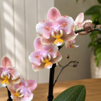 Phalaenopsis Aromio Oriental duftend & pelorisch (Schmetterling)