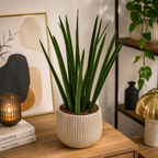 Sansevieria cylindrica 'Straight' – Sansevieria with cylindrical, upright leaves