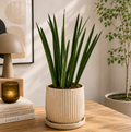 Sansevieria cylindrica 'Straight' – Sansevieria with cylindrical, upright leaves