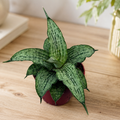 Sansevieria „Cinta“